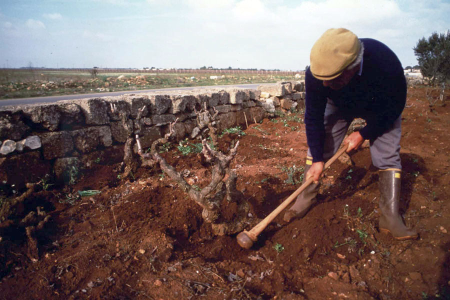 Rote Erde als idelaer Boden für Primitivo © Agricola Felline