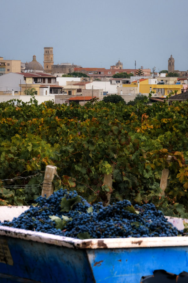 Weinernte in Apulien auf dem Weingut © Agricola Felline