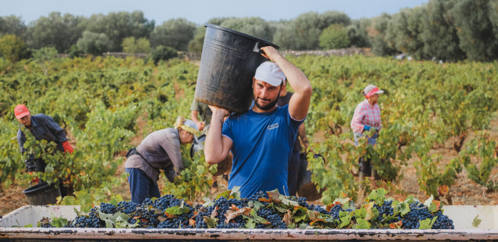 Weinernte in Apulien auf dem Weingut © Agricola Felline 