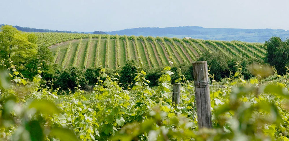 Weingärten des Weinguts Heribert Wenzl im Schmidatal © Weingut Heribert Wenzl